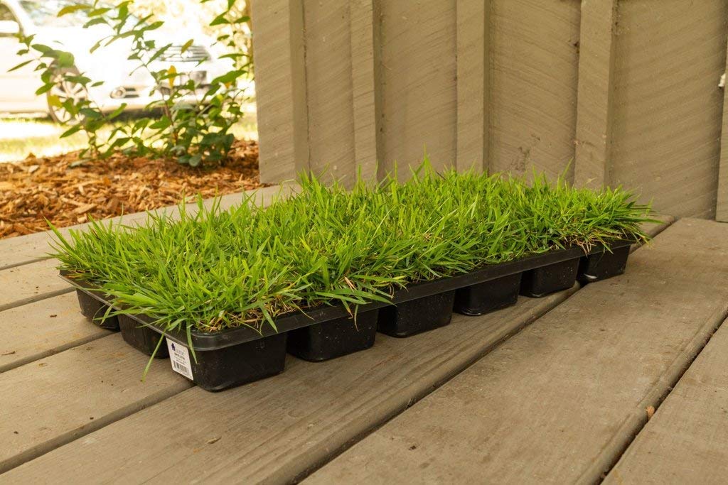 Amazon.com : Zoysia Sod Plugs - 18 Large 3